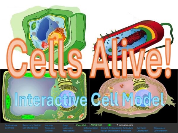 Cells Alive Interactive Cell Model icon