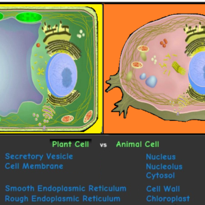 Plant vs Animal Cell icon