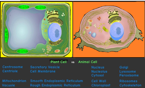 Plant vs Animal Cell icon